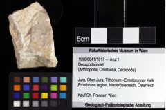 Foto (Objket + Etiketten) von Eodromites sp. 